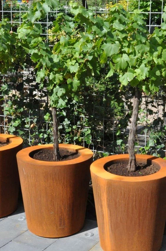 Courtyard Corten Rusty Planter
