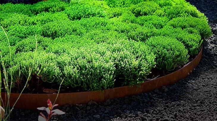 Lawn Root Partition